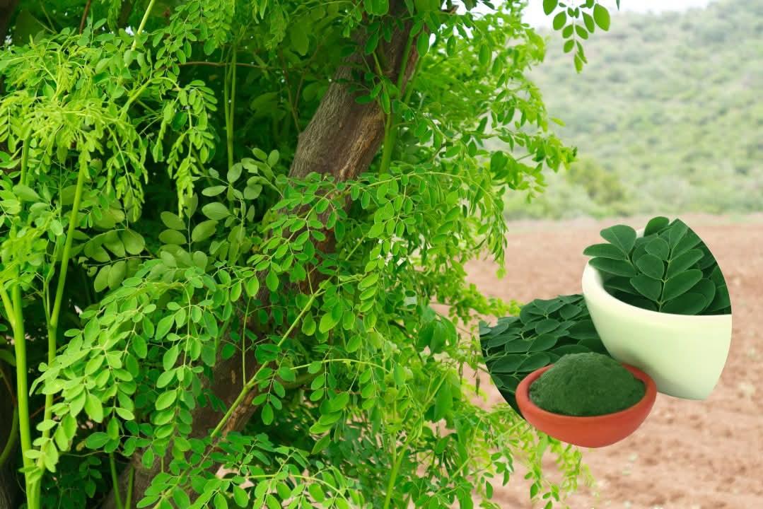 NALLAM%SADHAM MORINGA LEAVES POWDER 1KG